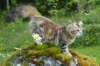 ibbie4kk3viimg_786032_small.jpg