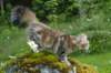 ibbie4kk3viimg_7860332_small.jpg