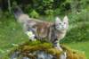 ibbie4kk3viimg_7860342_small.jpg