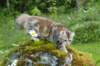 ibbie4kk3viimg_7860352_small.jpg