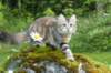 ibbie4kk3viimg_7860362_small.jpg