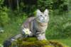 ibbie4kk3viimg_7860382_small.jpg