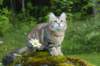 ibbie4kk3viimg_786039_small.jpg