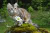 ibbie4kk3viimg_78603_small.jpg