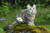 ibbie4kk3viimg_786040_small.jpg