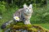 ibbie4kk3viimg_7860412_small.jpg
