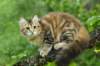 ibbie4kk3viimg_786042_small.jpg