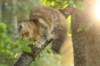 ibbie4kk3viimg_7860432_small.jpg