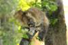 ibbie4kk3viimg_7860442_small.jpg