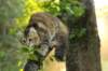 ibbie4kk3viimg_7860452_small.jpg