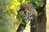 ibbie4kk3viimg_7860462_small.jpg