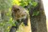 ibbie4kk3viimg_7860472_small.jpg