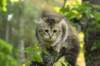 ibbie4kk3viimg_7860482_small.jpg