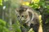 ibbie4kk3viimg_7860492_small.jpg