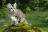 ibbie4kk3viimg_78604_small.jpg