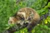 ibbie4kk3viimg_7860502_small.jpg
