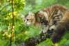 ibbie4kk3viimg_7860512_small.jpg