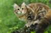 ibbie4kk3viimg_786052_small.jpg