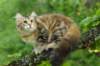 ibbie4kk3viimg_786053_small.jpg