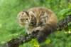 ibbie4kk3viimg_786054_small.jpg