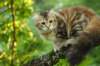 ibbie4kk3viimg_7860552_small.jpg