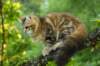 ibbie4kk3viimg_7860562_small.jpg