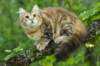 ibbie4kk3viimg_7860572_small.jpg
