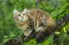 ibbie4kk3viimg_786058_small.jpg