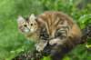 ibbie4kk3viimg_7860592_small.jpg