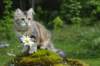 ibbie4kk3viimg_78605_small.jpg