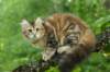 ibbie4kk3viimg_786060_small.jpg