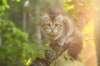 ibbie4kk3viimg_7860612_small.jpg