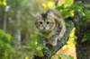 ibbie4kk3viimg_786062_small.jpg