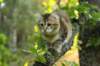 ibbie4kk3viimg_7860632_small.jpg