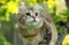 ibbie4kk3viimg_7860642_small.jpg