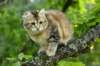 ibbie4kk3viimg_7860652_small.jpg