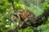 ibbie4kk3viimg_786066_small.jpg