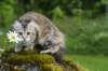ibbie4kk3viimg_7860692_small.jpg