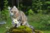 ibbie4kk3viimg_78606_small.jpg