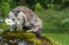 ibbie4kk3viimg_786070_small.jpg