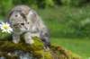 ibbie4kk3viimg_7860712_small.jpg