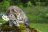 ibbie4kk3viimg_786072_small.jpg