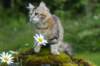 ibbie4kk3viimg_7860732_small.jpg