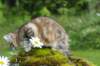 ibbie4kk3viimg_786074_small.jpg