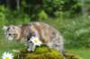 ibbie4kk3viimg_786075_small.jpg