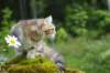 ibbie4kk3viimg_786076_small.jpg