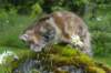 ibbie4kk3viimg_78607_small.jpg