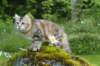 ibbie4kk3viimg_78608_small.jpg