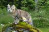 ibbie4kk3viimg_78609_small.jpg