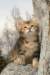 ibbieimg_7190_small.jpg